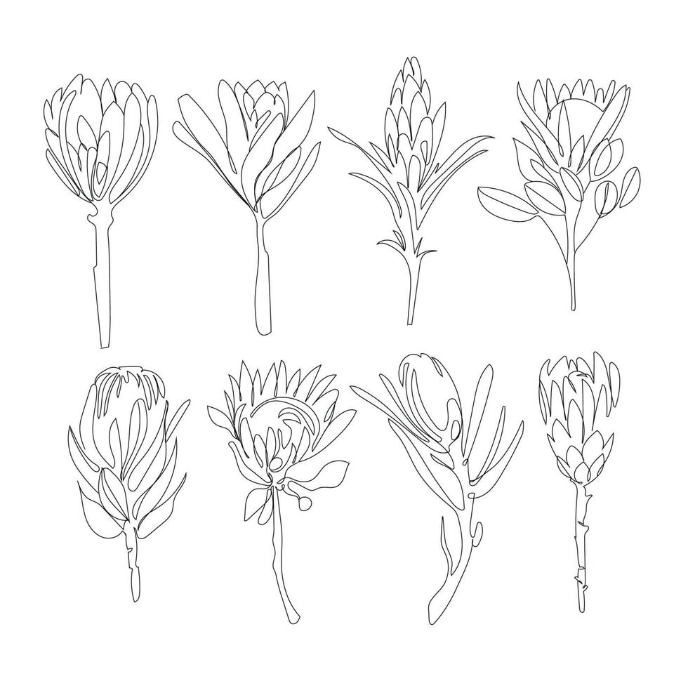 flores de protea establecen dibujo vectorial de arte lineal para el diseño de decoración. arte mínimo, boceto en blanco y negro, flores por línea sobre un fondo blanco vector