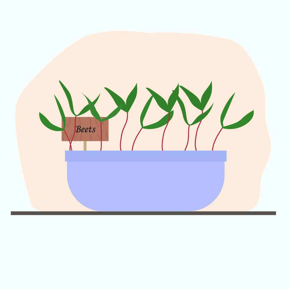 remolacha microgreens en una olla de barro cultivada en casa. vector