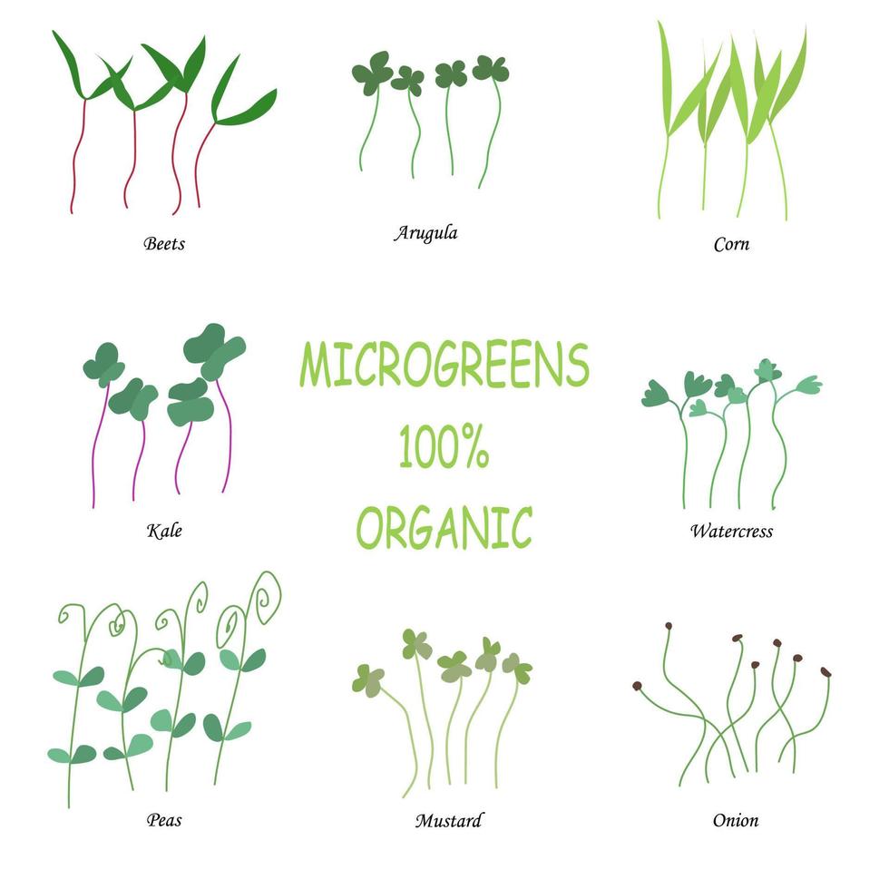 Vector set of microgreens. Herbs - peas, onions, corn, collards, mustard, watercress, arugula, beets