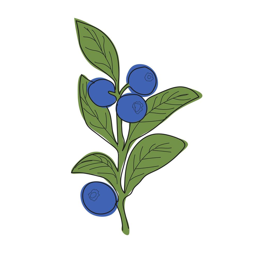 Blueberry branch minimalistic flat and line style.sprig of blueberries with leaves and berries vector