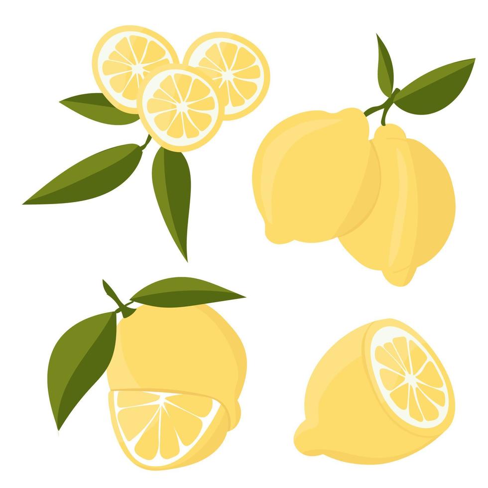 conjunto con limones. corte de cítricos en rodajas, rodajas, círculos. limones frescos maduros en una rama de árbol. vector