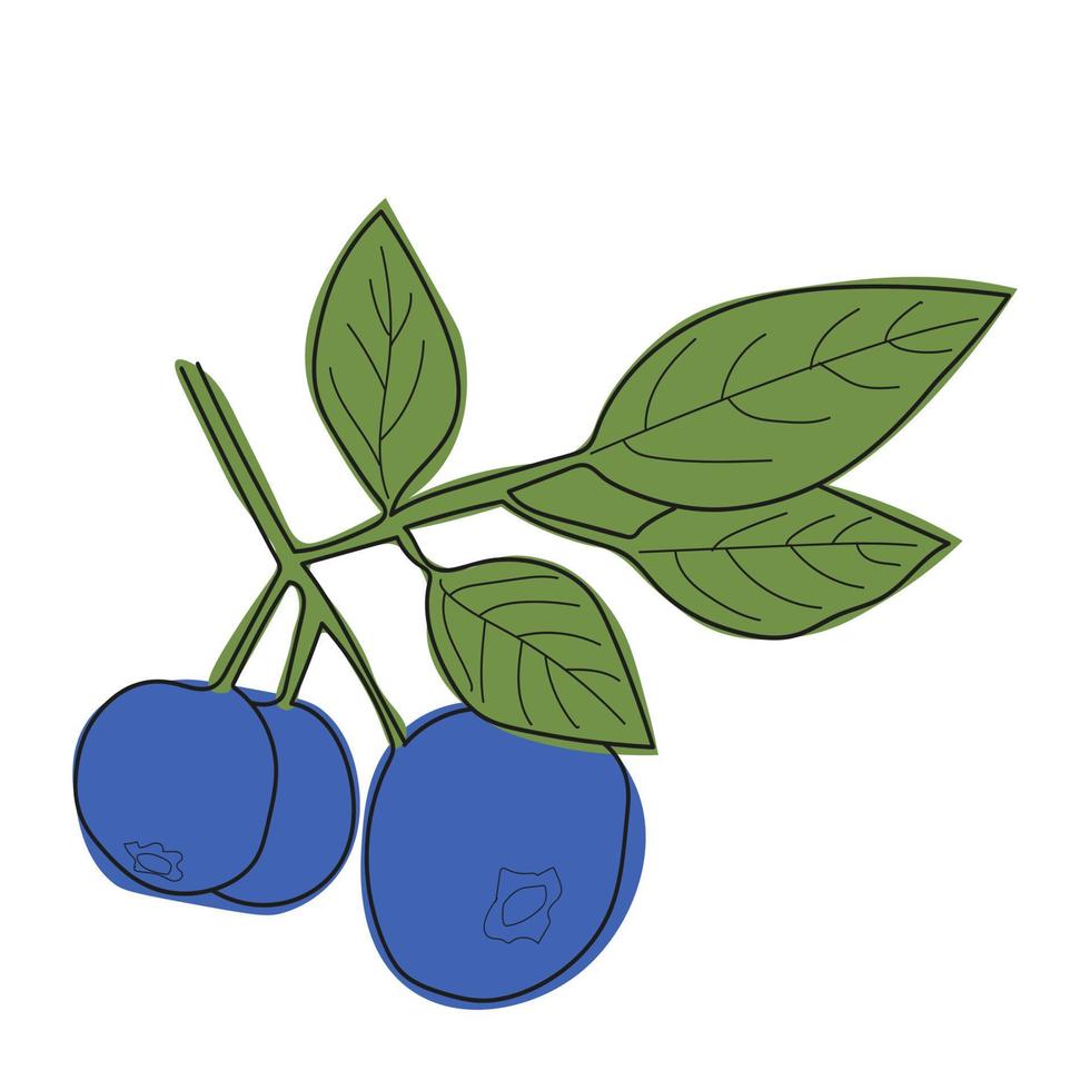 Blueberry branch minimalistic flat and line style.sprig of blueberries with leaves and berries vector