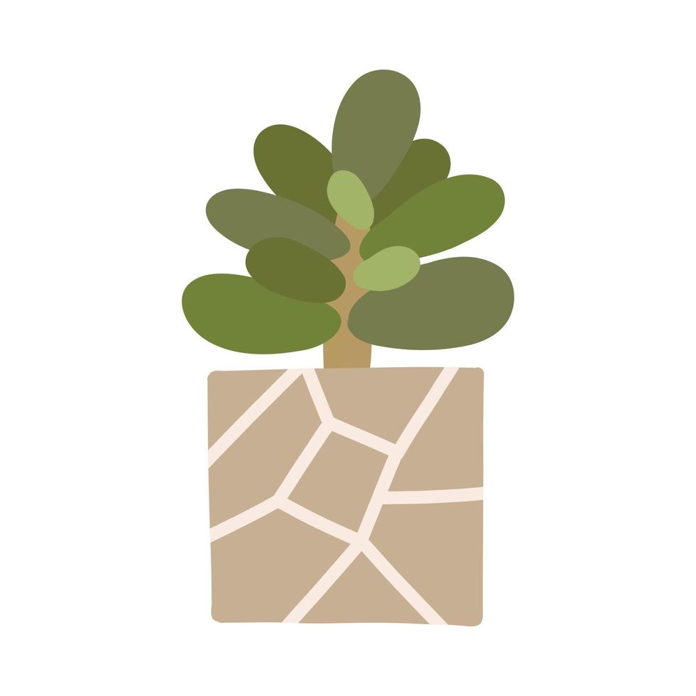 Botanical plant succulent Crassula in Scandinavian pot in boho style vector