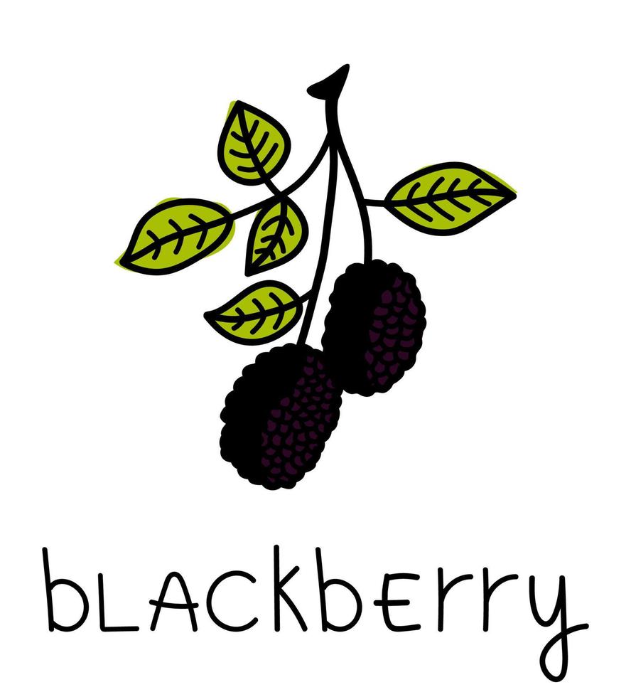 Blackberry doodle. Hand drawn berry icon, blackberry isolated on white background. Summer clipart, garden berry vector