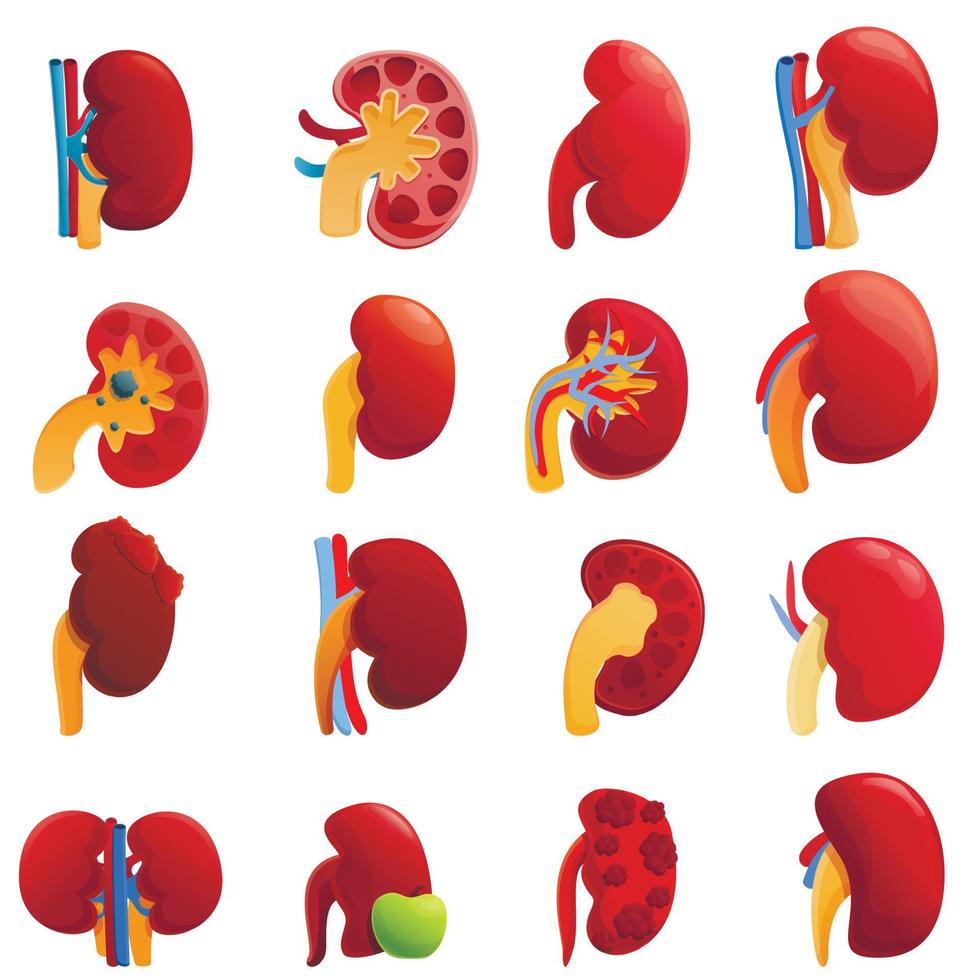 Kidney icons set, cartoon style vector