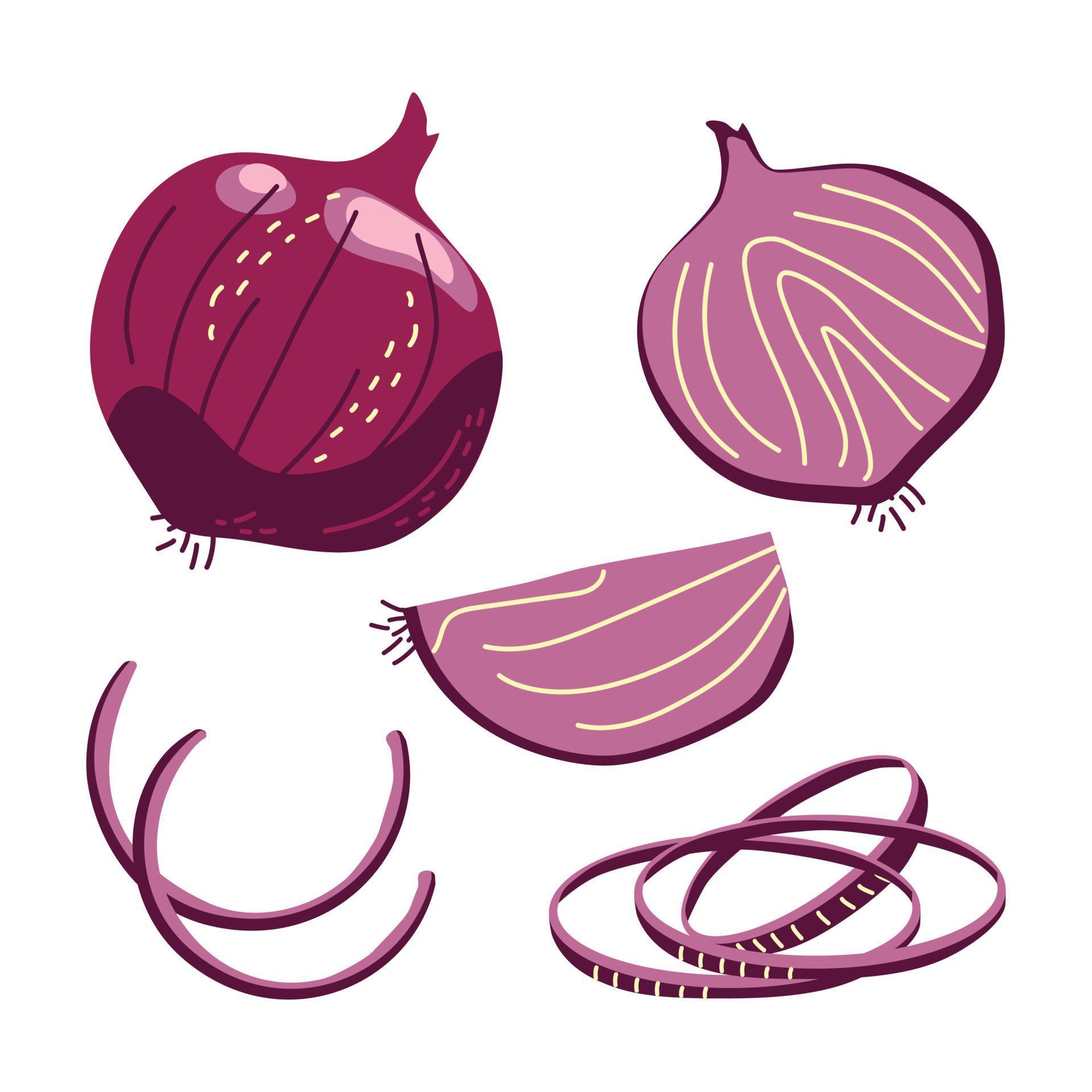 Red onion in whole and sliced form 8893327 Vector Art at Vecteezy