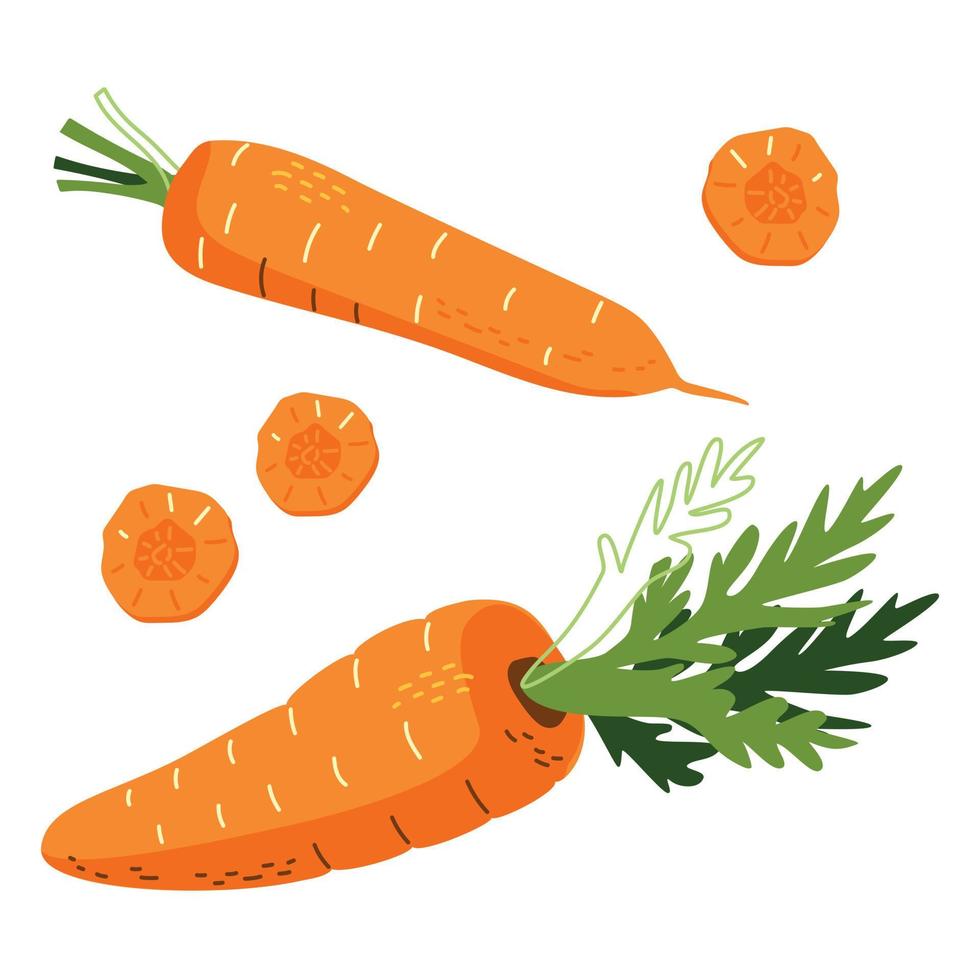 Orange carrots in a hand drawn style vector