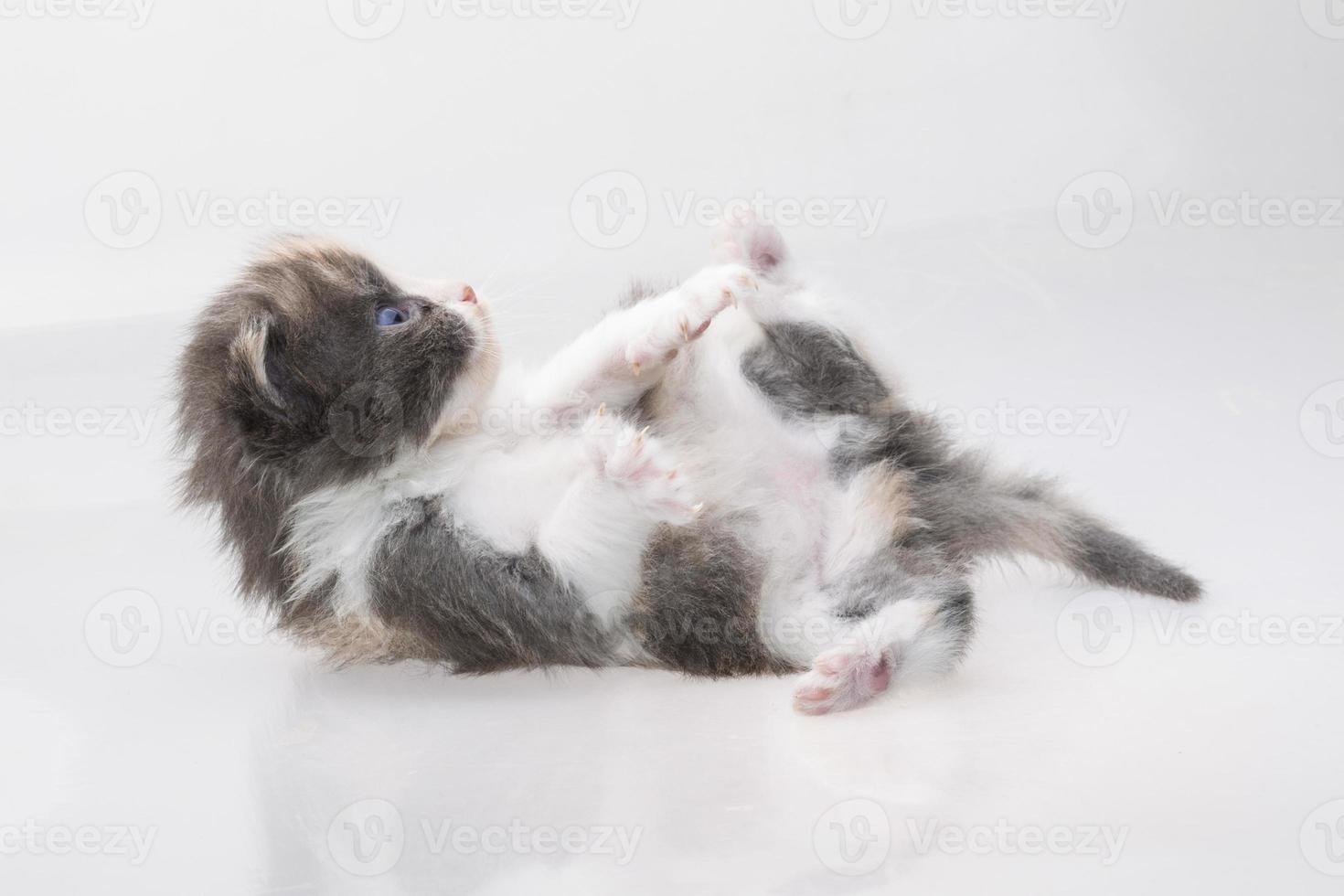 Maine Coon Cat on white background photo