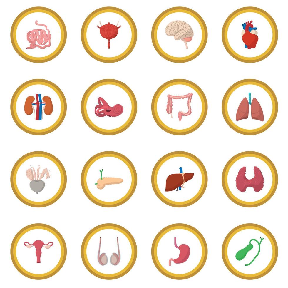 Internal organs cartoon icon circle vector