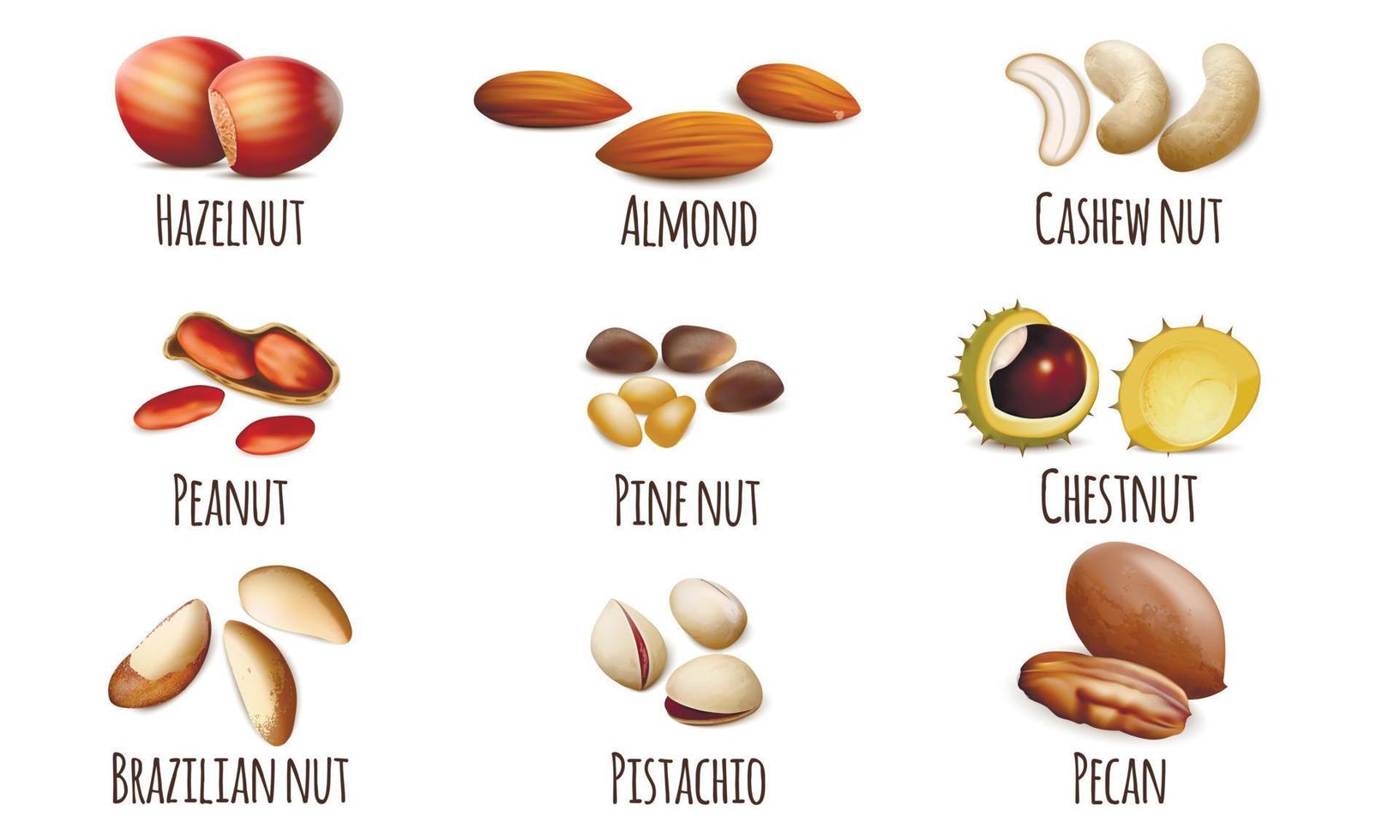 Nut icons set, realistic style vector