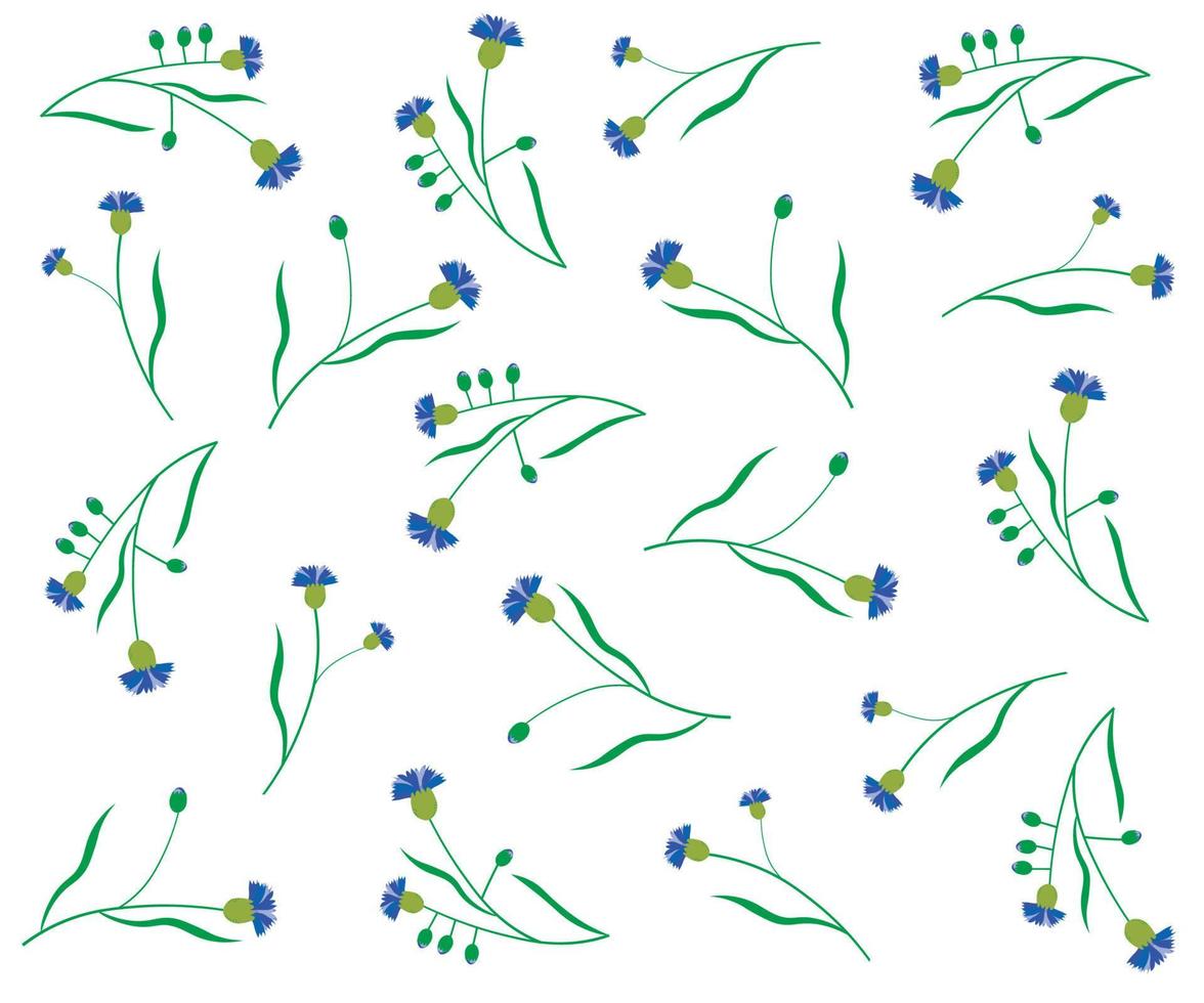 pattern of blue cornflowers on a white background vector