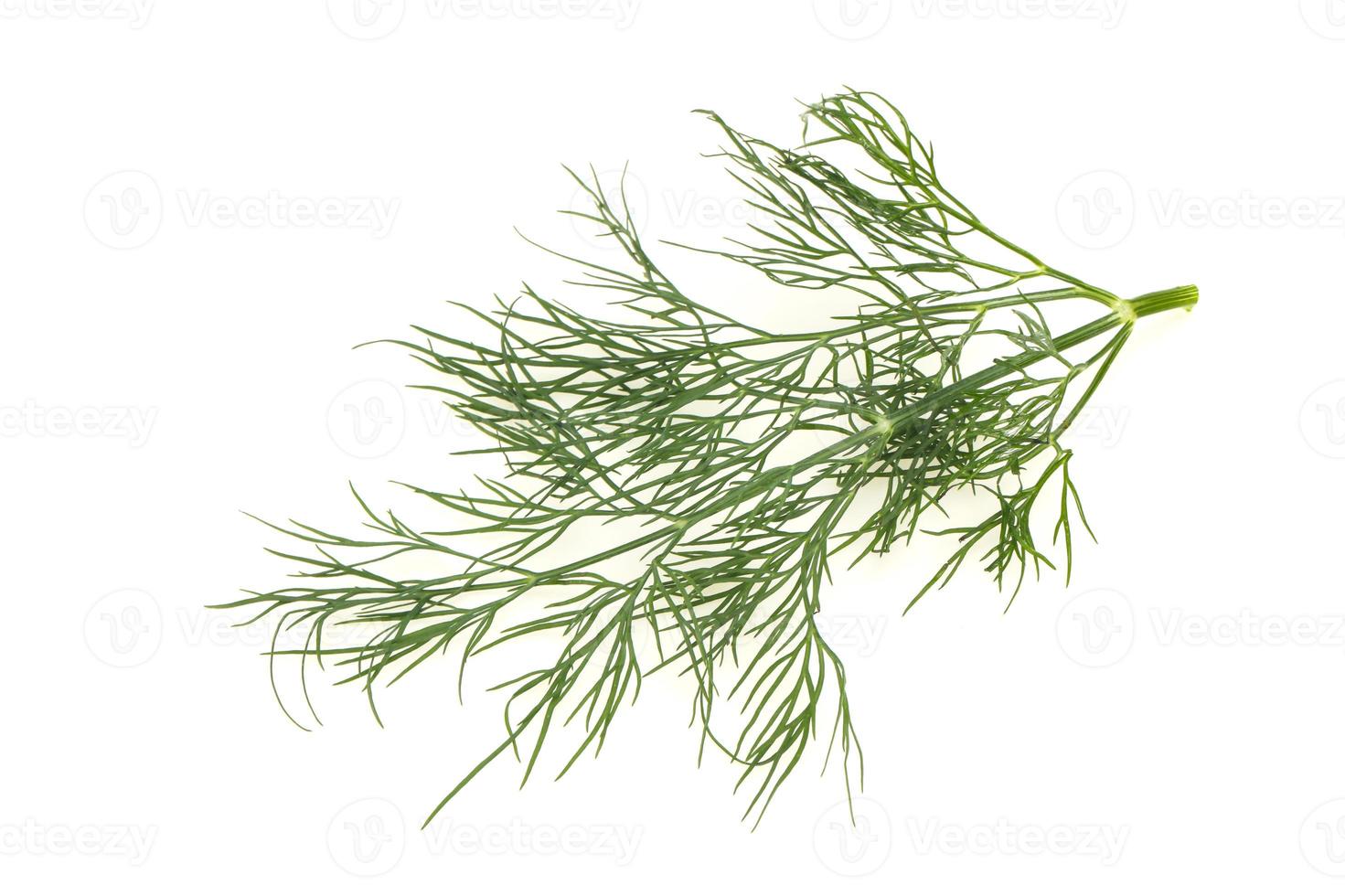 Fresh green dill herb branch photo