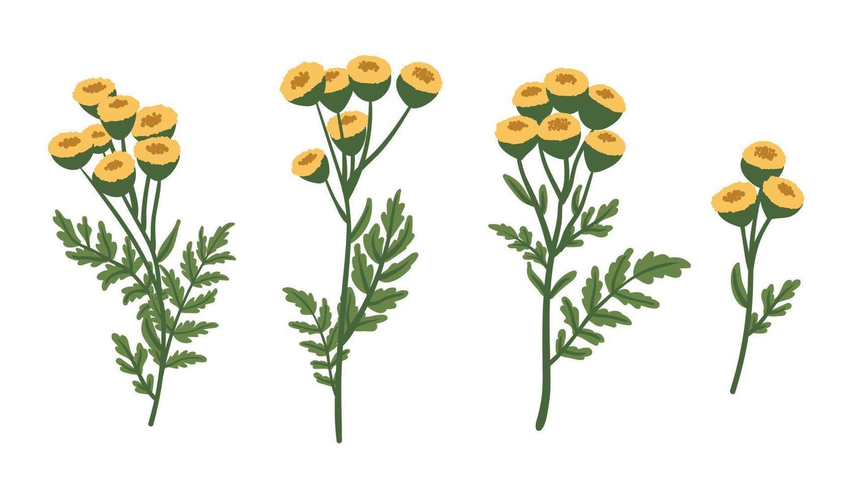 Wild tansy flowers set. Tanacetum vulgare. Flowering herbaceous medicinal plant, yellow herbs and flowers. Flat vector illustration isolated on white background