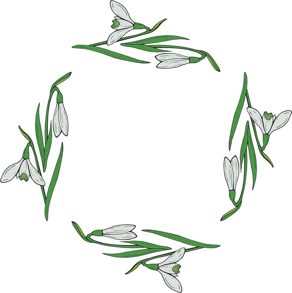 Square frame of beautiful snowdrops. Isolated flowers  on white background for your design. vector