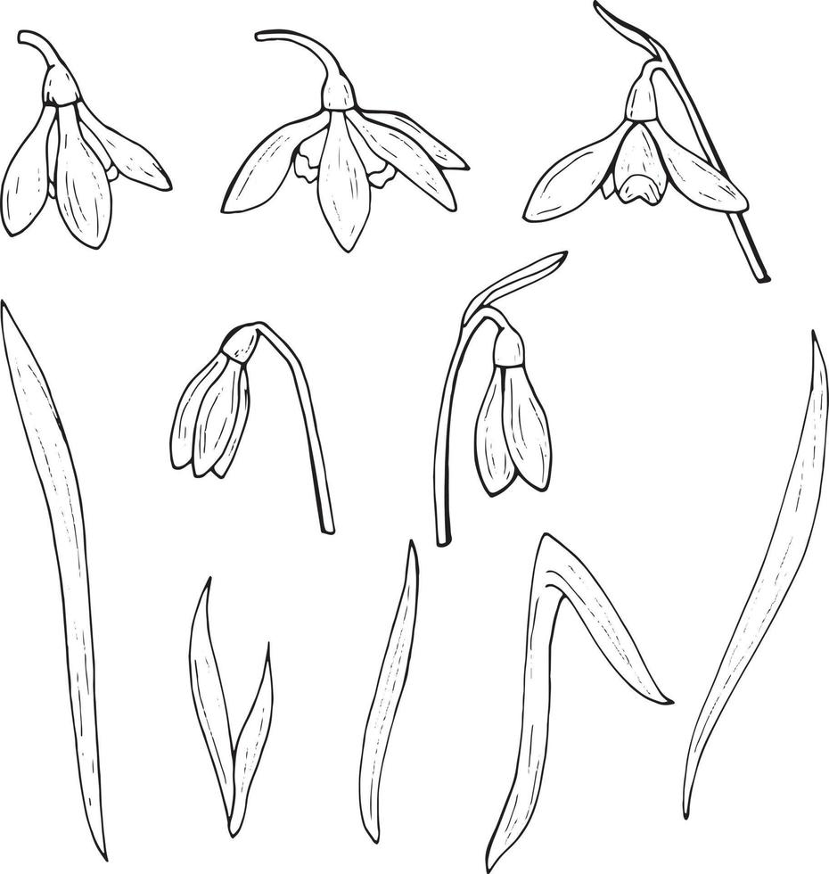 Set of black and white snowdrops. Collection isolated flowers on white background for your design. vector