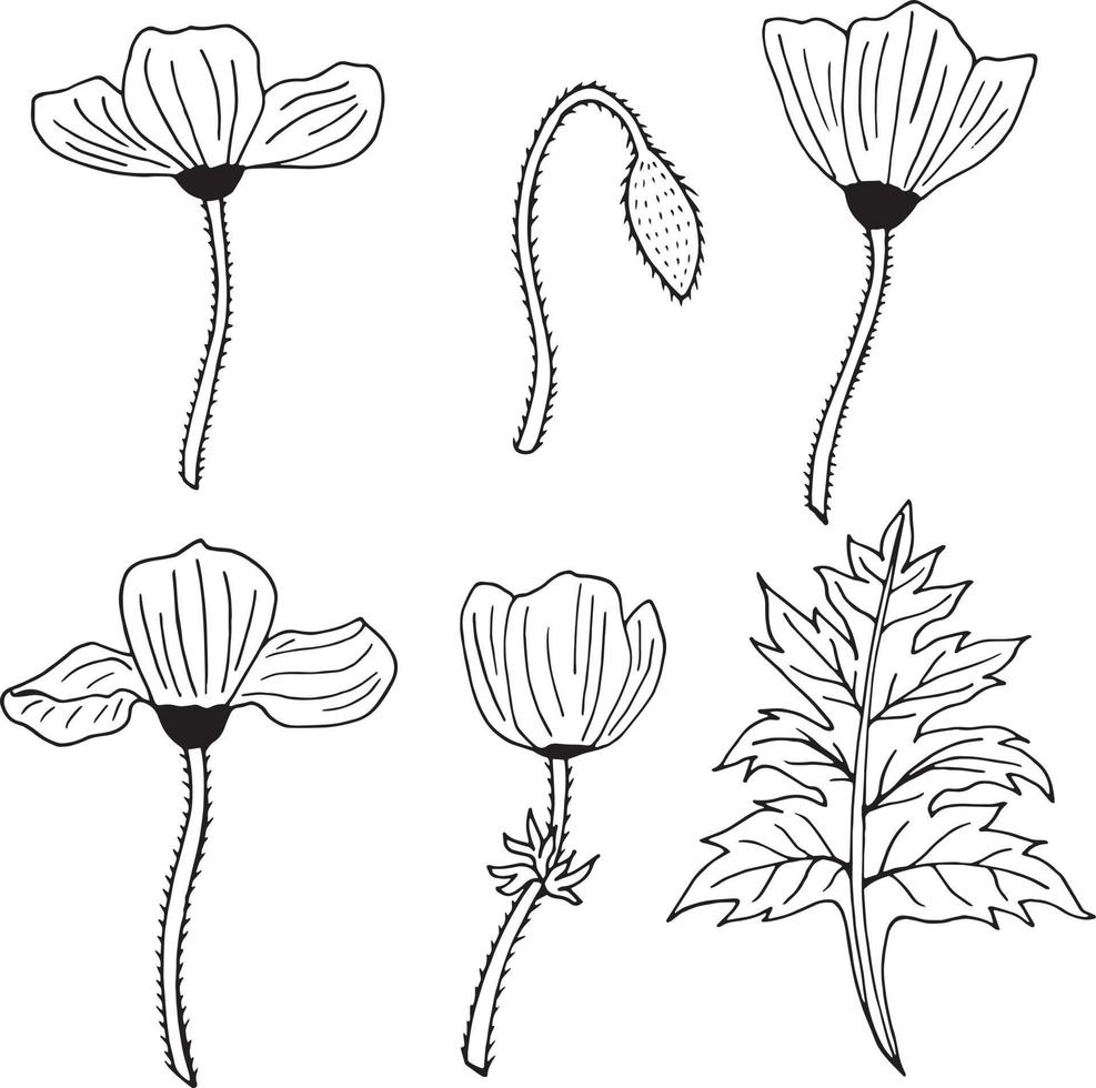 Set of black and white contour poppies, poppy Bud and leaf. Pack of monochrome outline flowers. vector