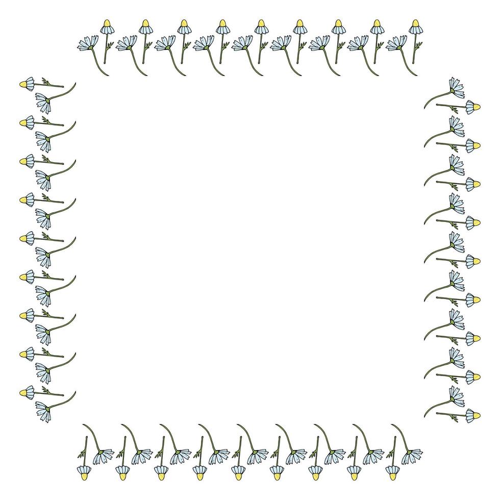 Square frame with beautiful vertical chamomile on white background. Isolated floral frame for your design. Vector image.