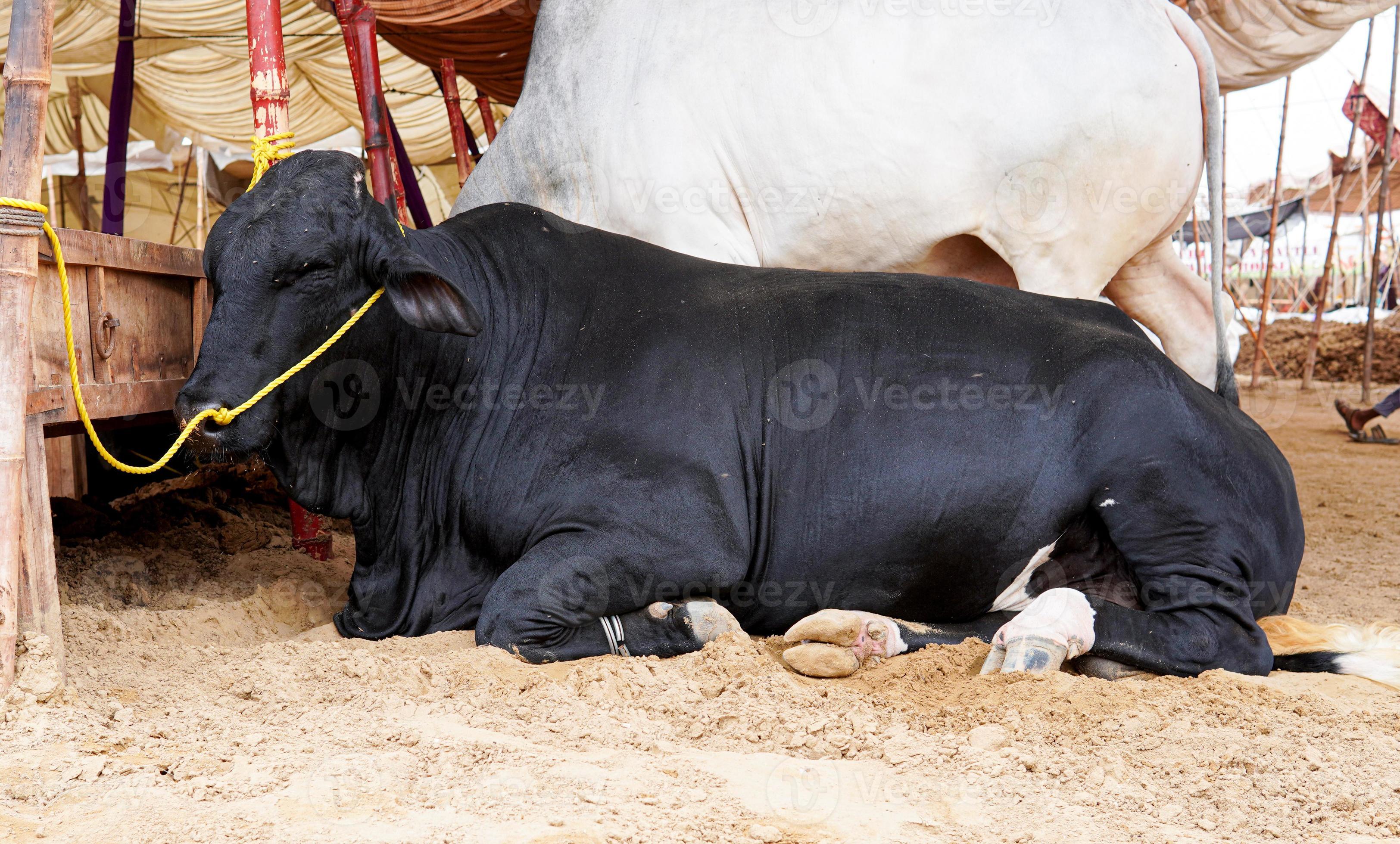 Red Heifer Sacrifice Date 2024 05 - rytjaee