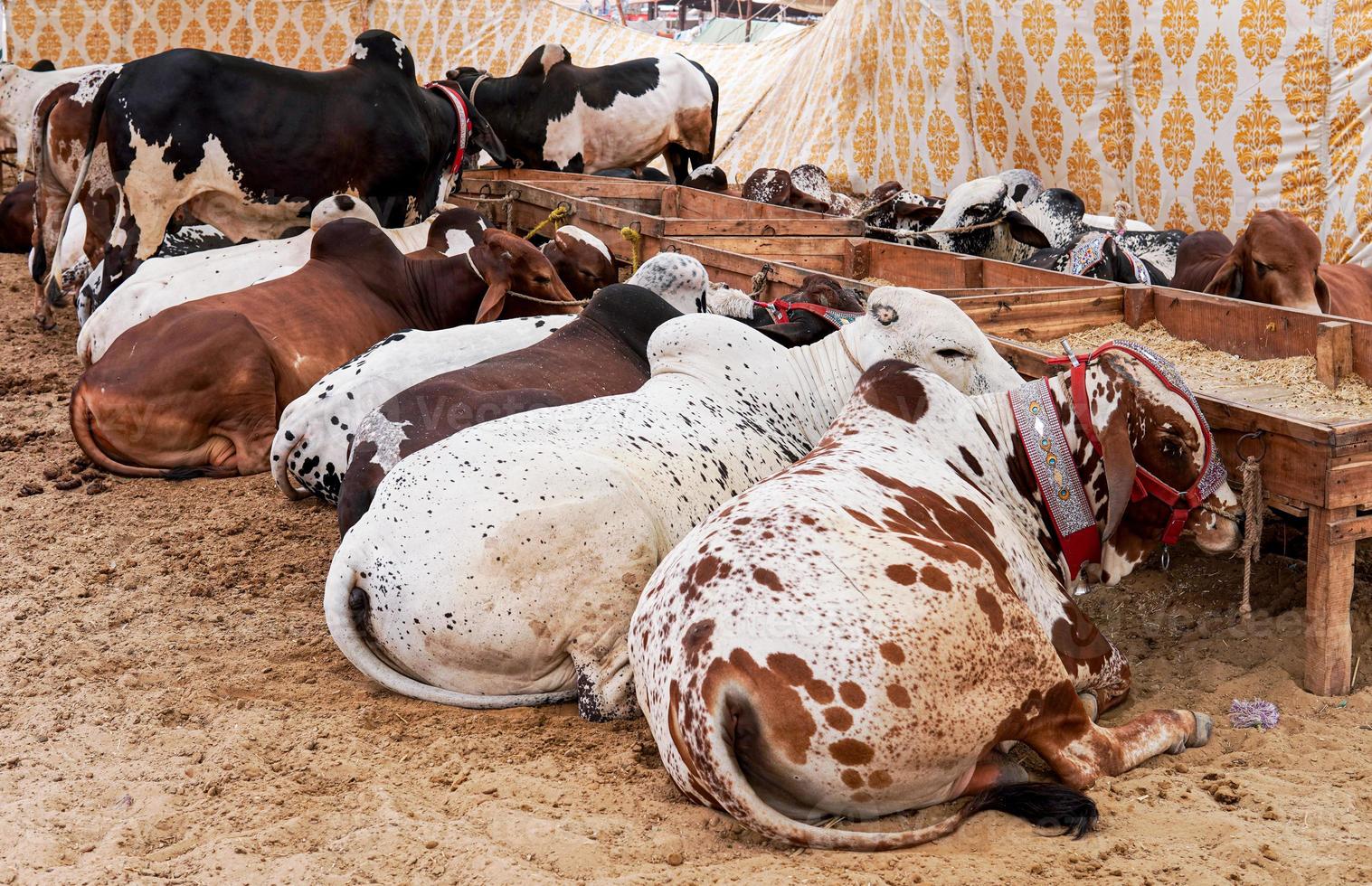 Row of cows sitting inside contemporary animal farm photo