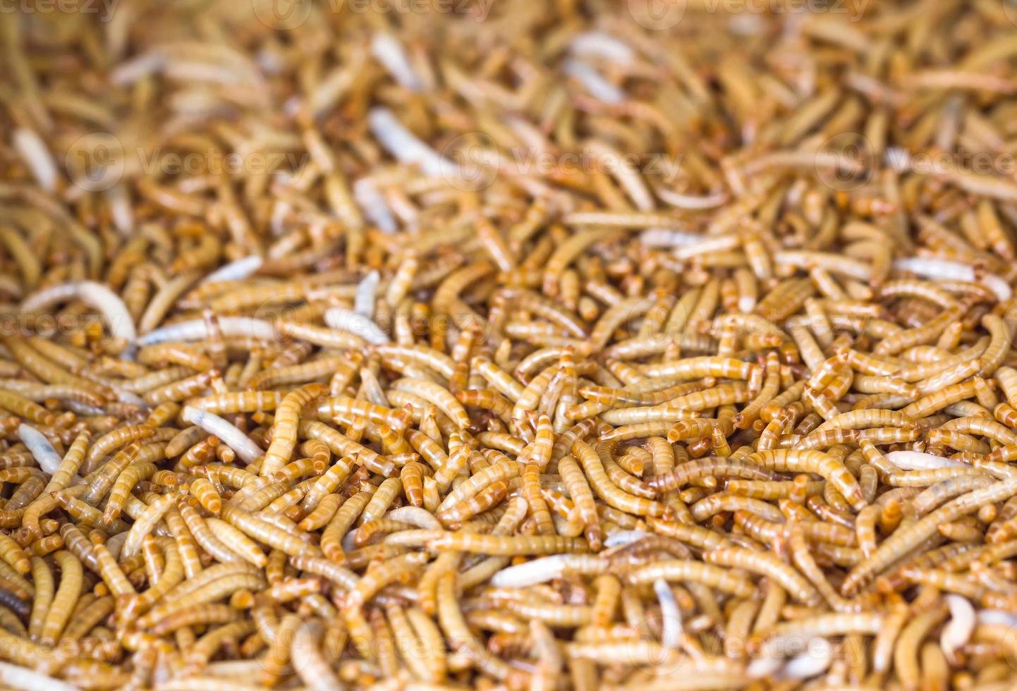Close up Meal worms 8899623 Stock Photo at Vecteezy