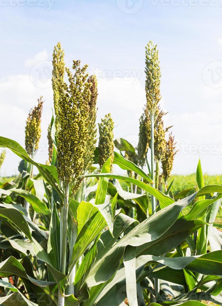 Close up Sorghum field photo