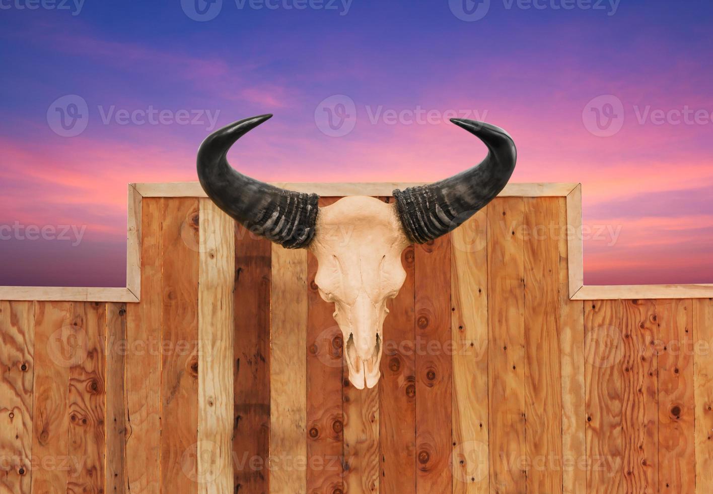 Skull cow hung on wall photo