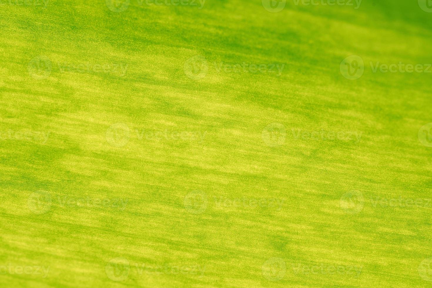 Macro backlit tulip leaf photo
