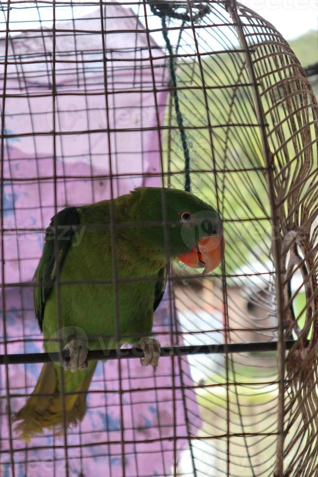 Bird in a cage photo