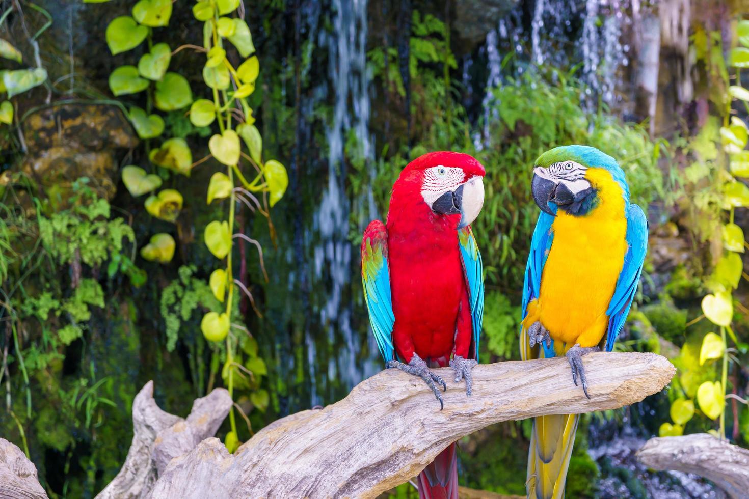 dos loros rojos y amarillos posados en una rama, uno frente al otro, luciendo felices.mascotas coloridas, foto