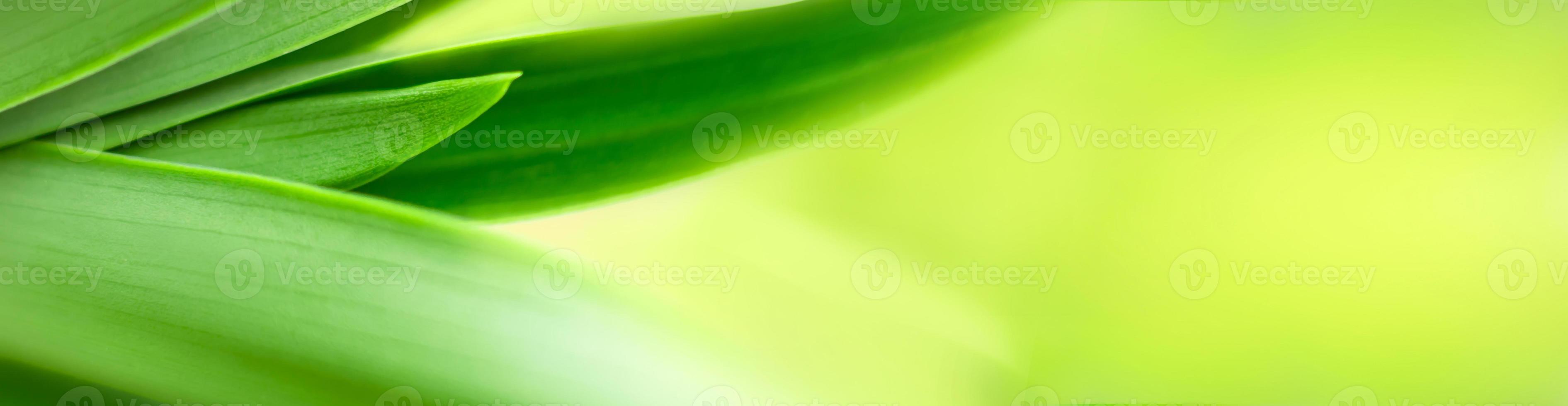 blurry leaves nature of summer green leaves natural green leaf plant used as wallpaper background photo