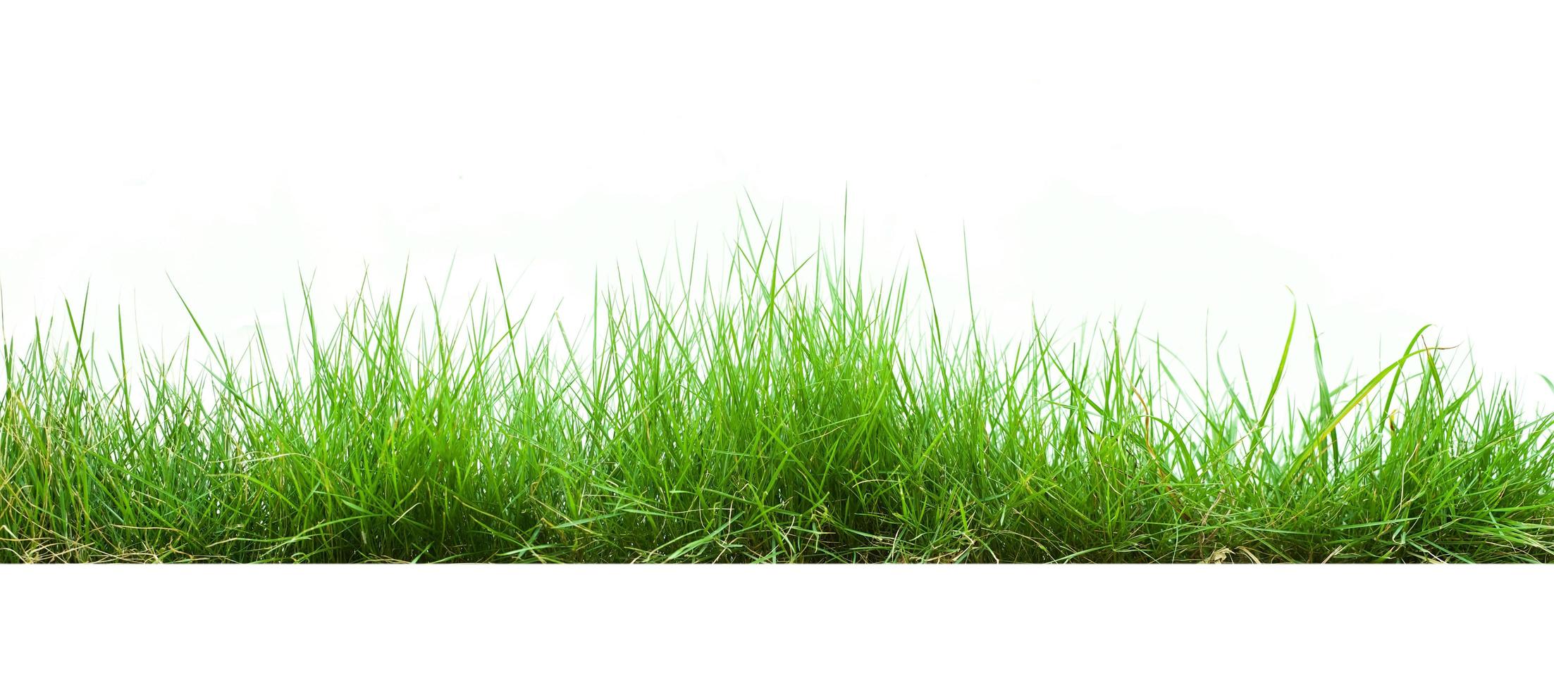 green grass isolate on white background photo