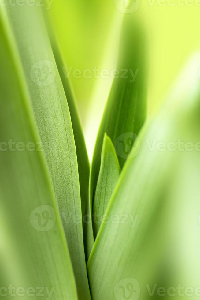 blurry leaves nature of summer green leaves natural green leaf plant used as wallpaper background photo