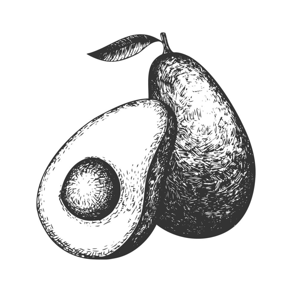 Hand drawn avocado set. Vector realistic half and whole avocado.