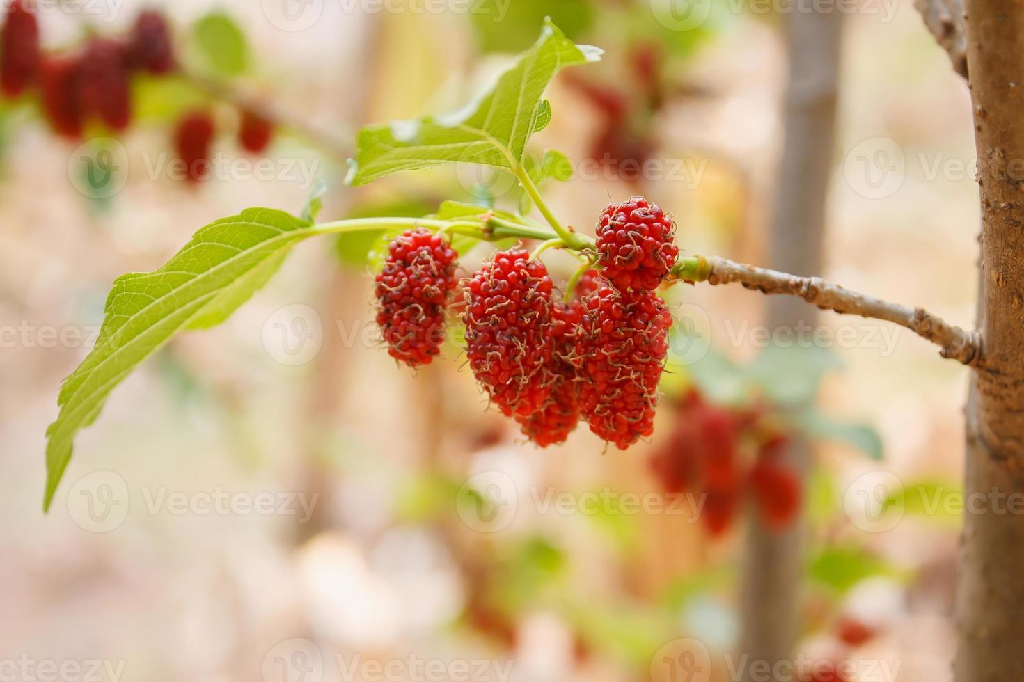 Fresh mulberry on tree photo