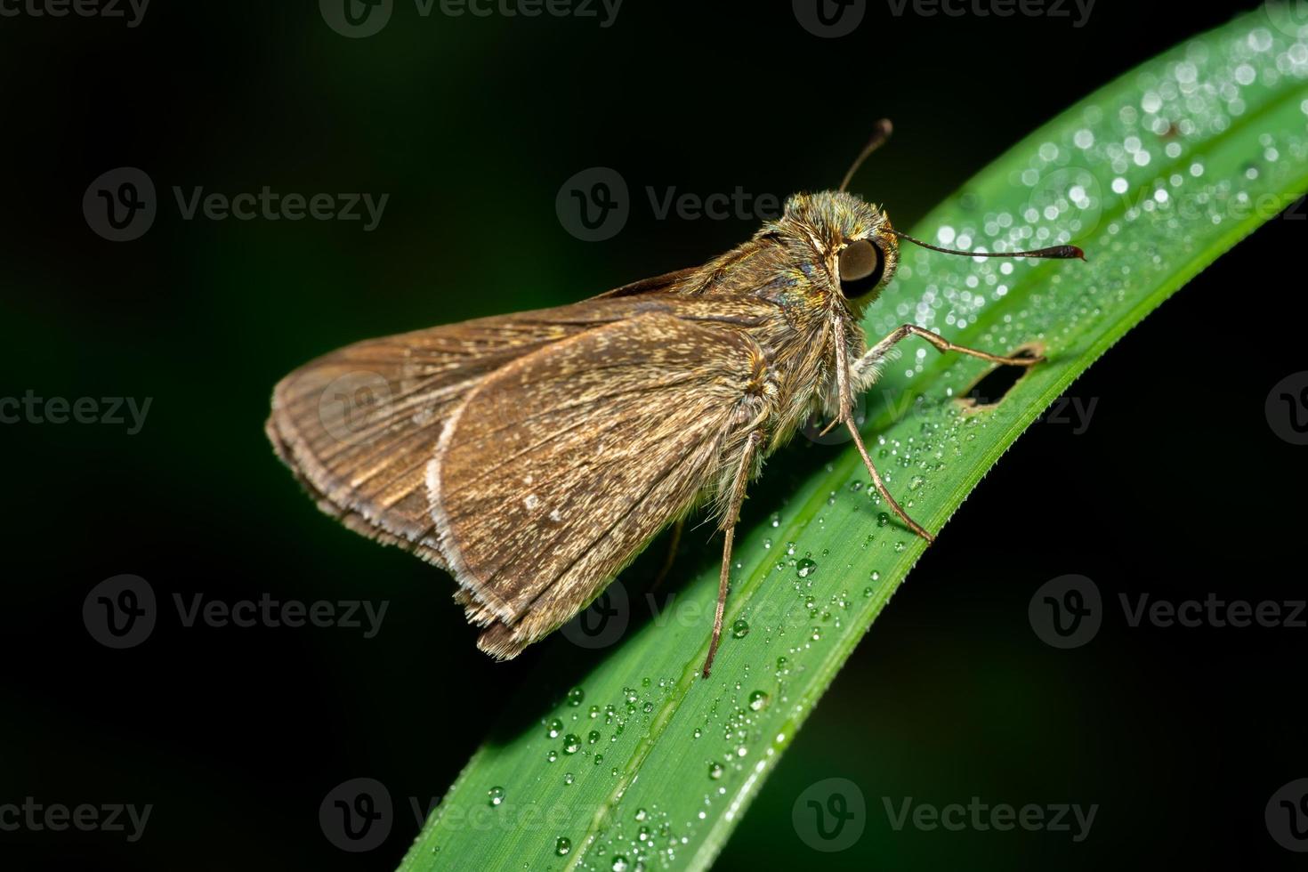 A macro photo of a butterfly perched on a leaf