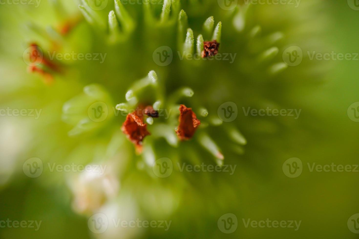 foto macro de la flor de la planta