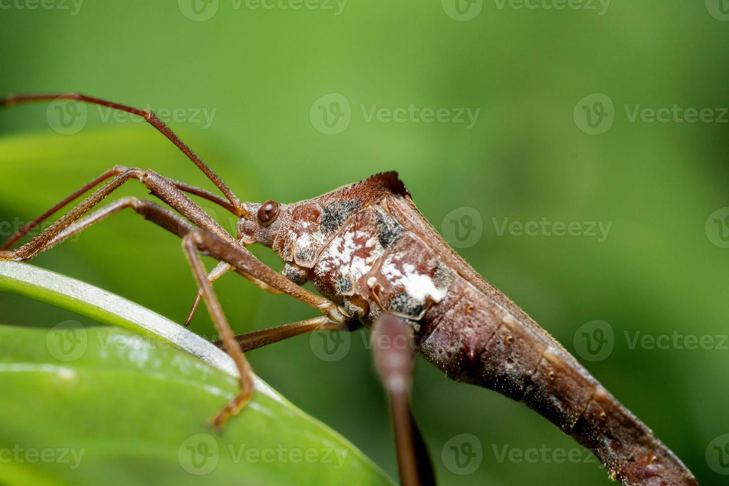 Leaf Footed Bugs animal macro photo in the wild