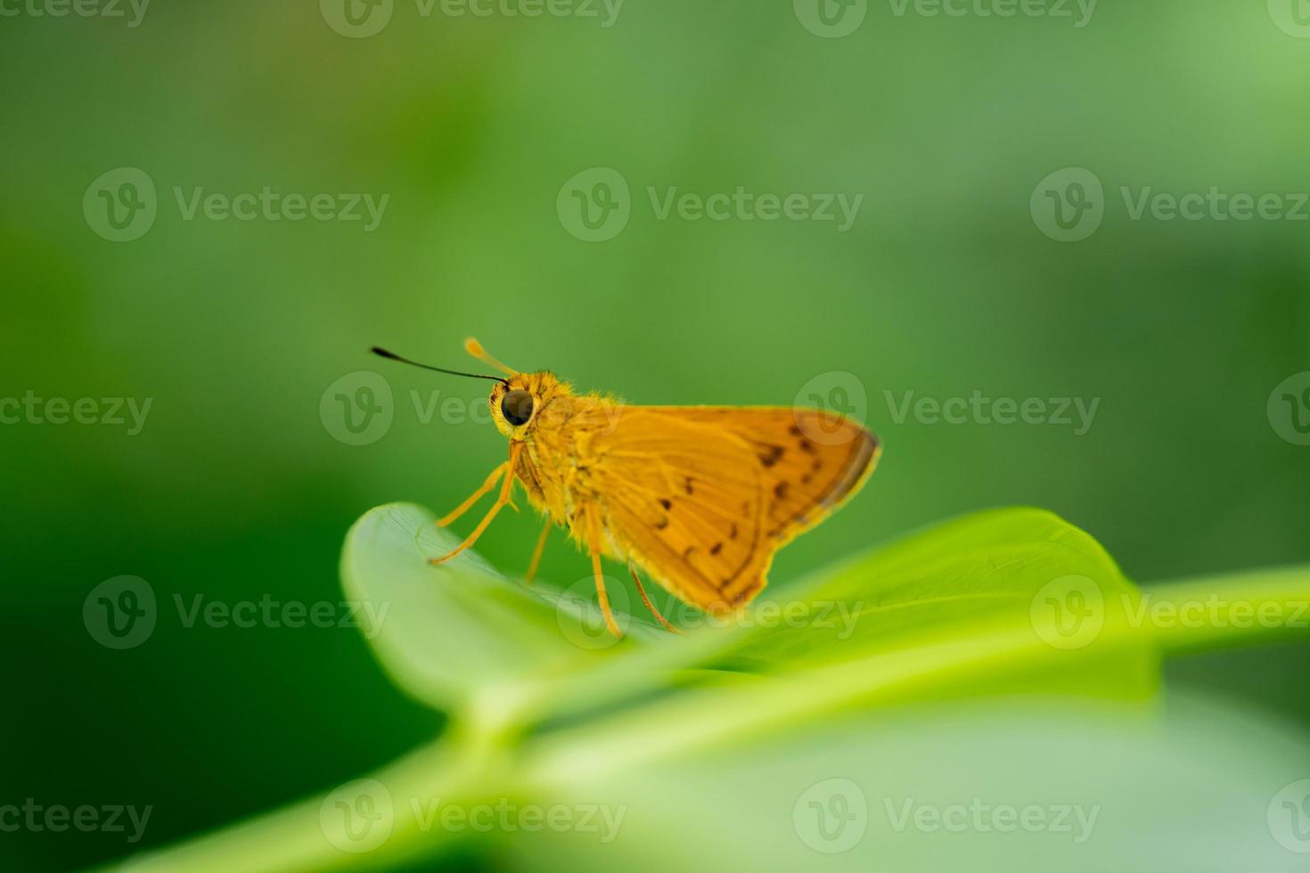 A macro photo of a butterfly perched on a leaf