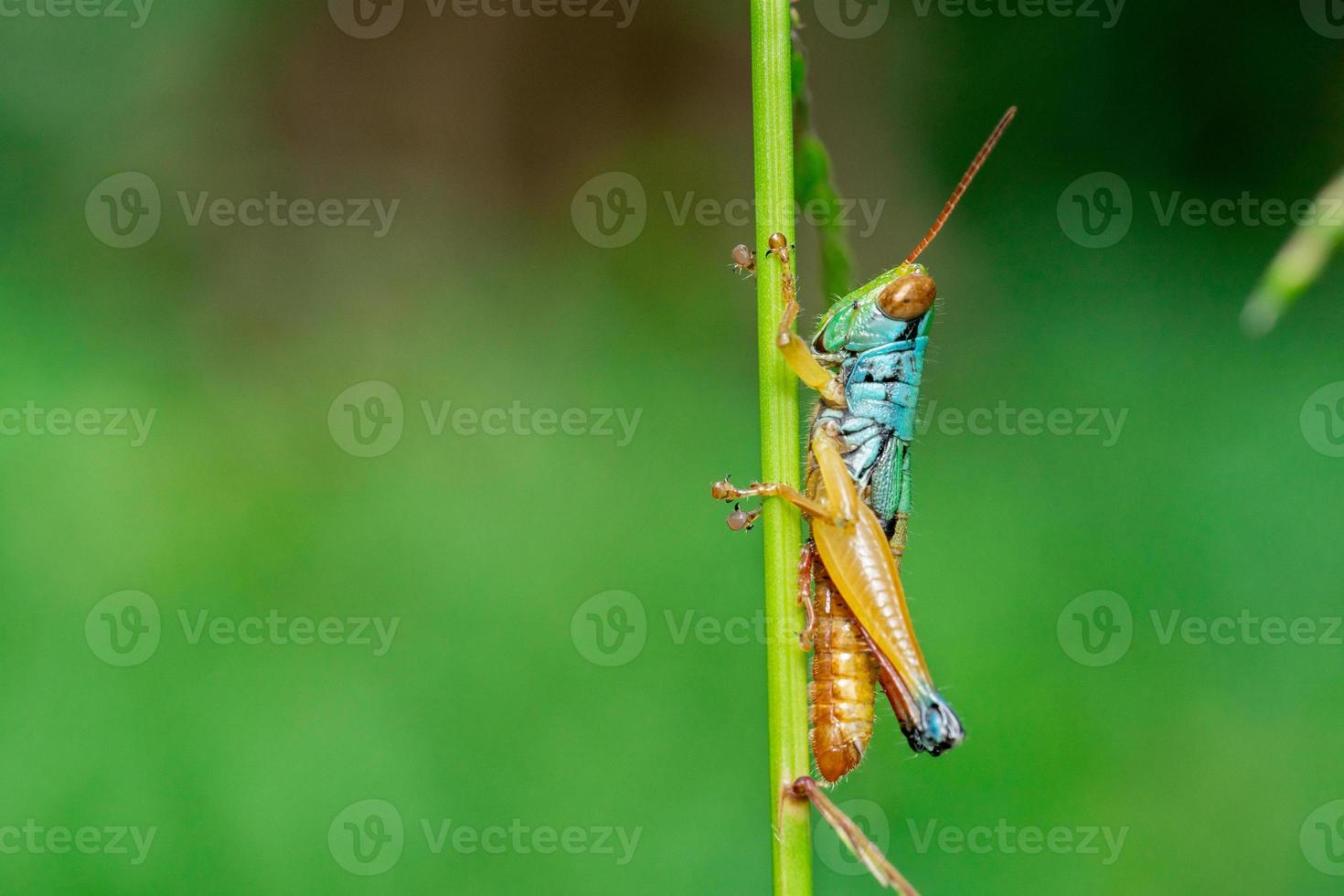Macro photo of grasshoppers in the wild