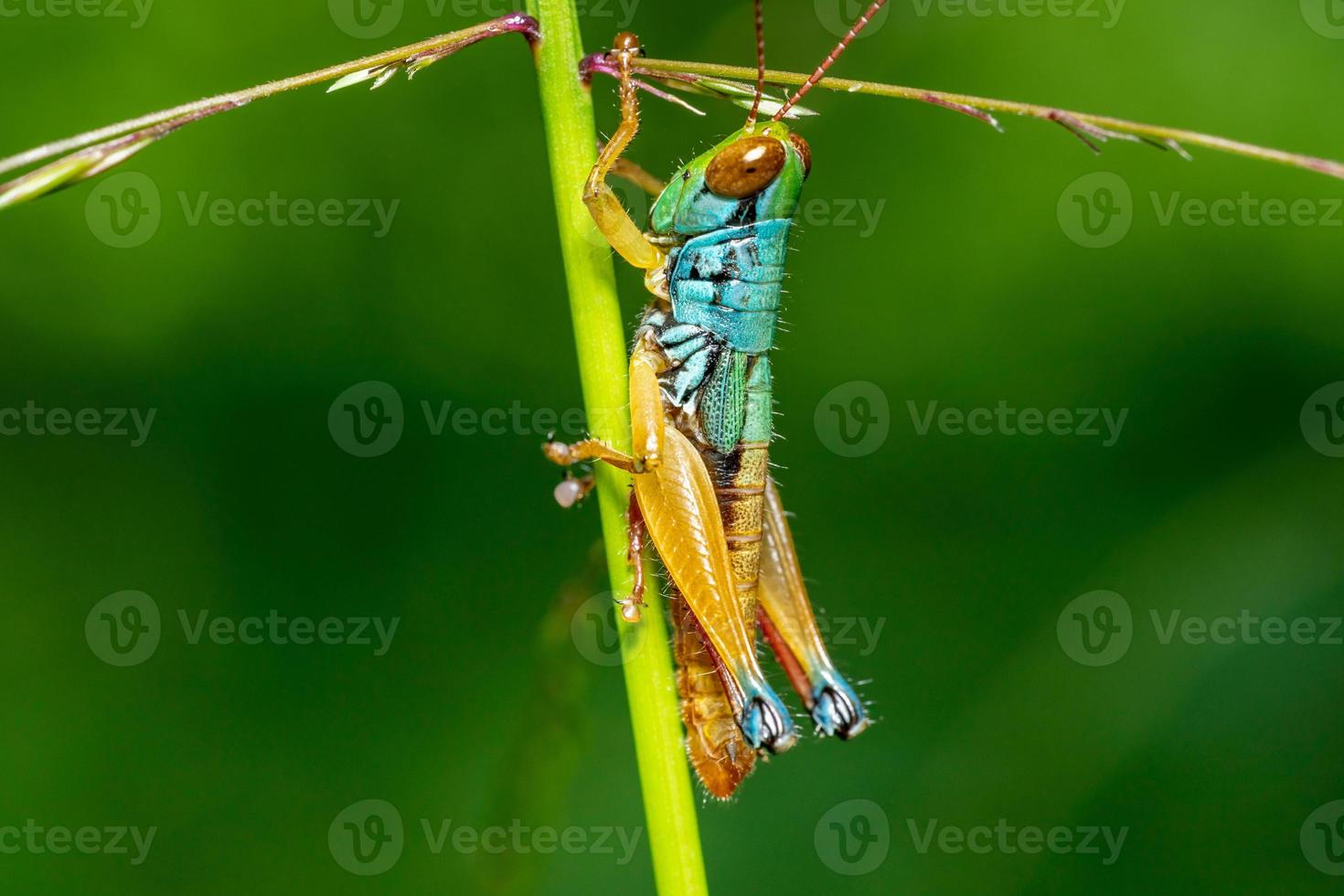 A macro photo of grasshoppers in the wild