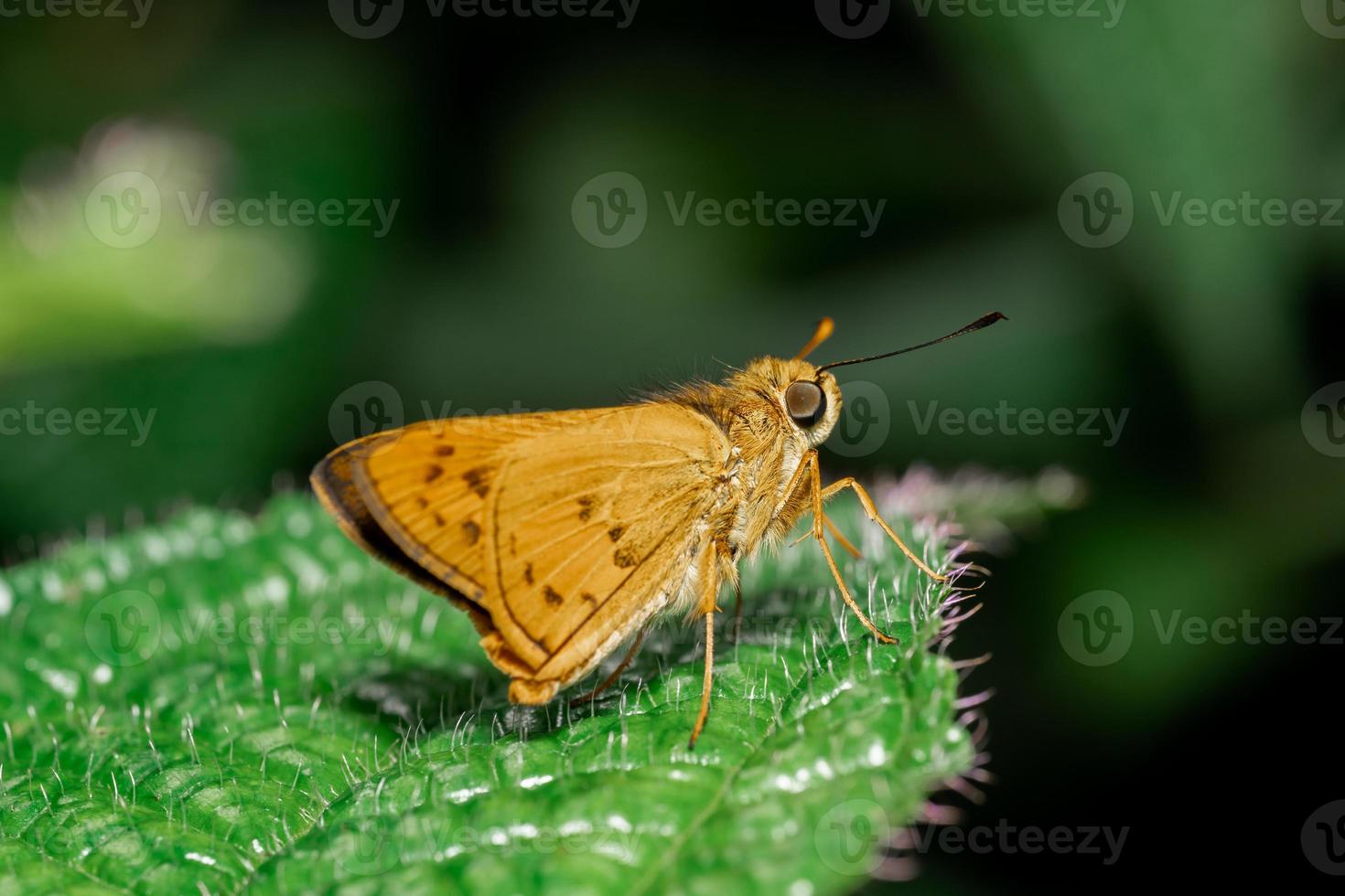 A macro photo of a butterfly perched on a leaf
