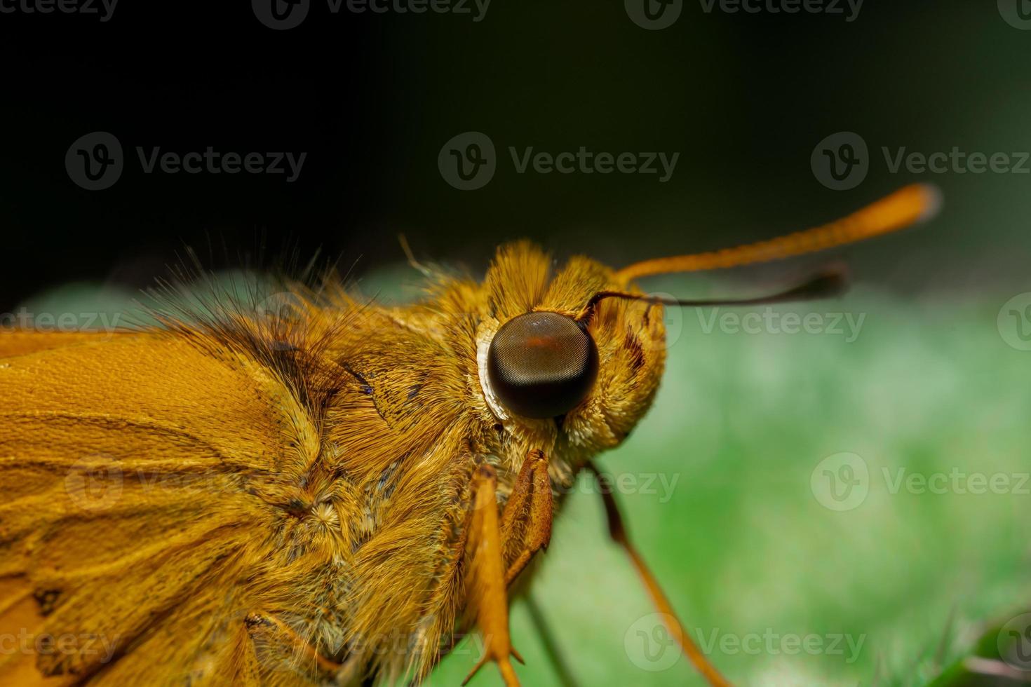 A macro photo of a butterfly perched on a leaf