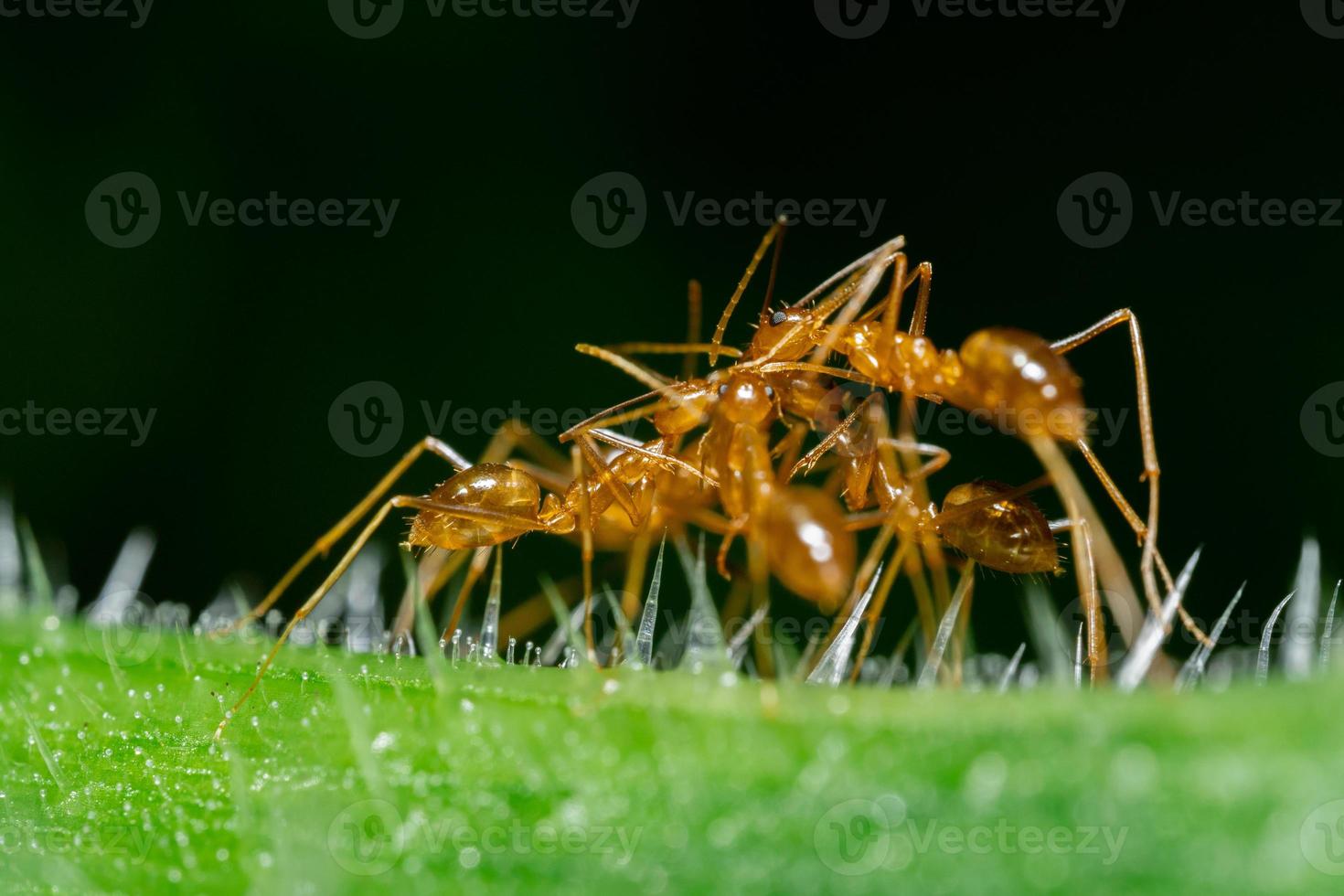 A macro photo of the red ant animal