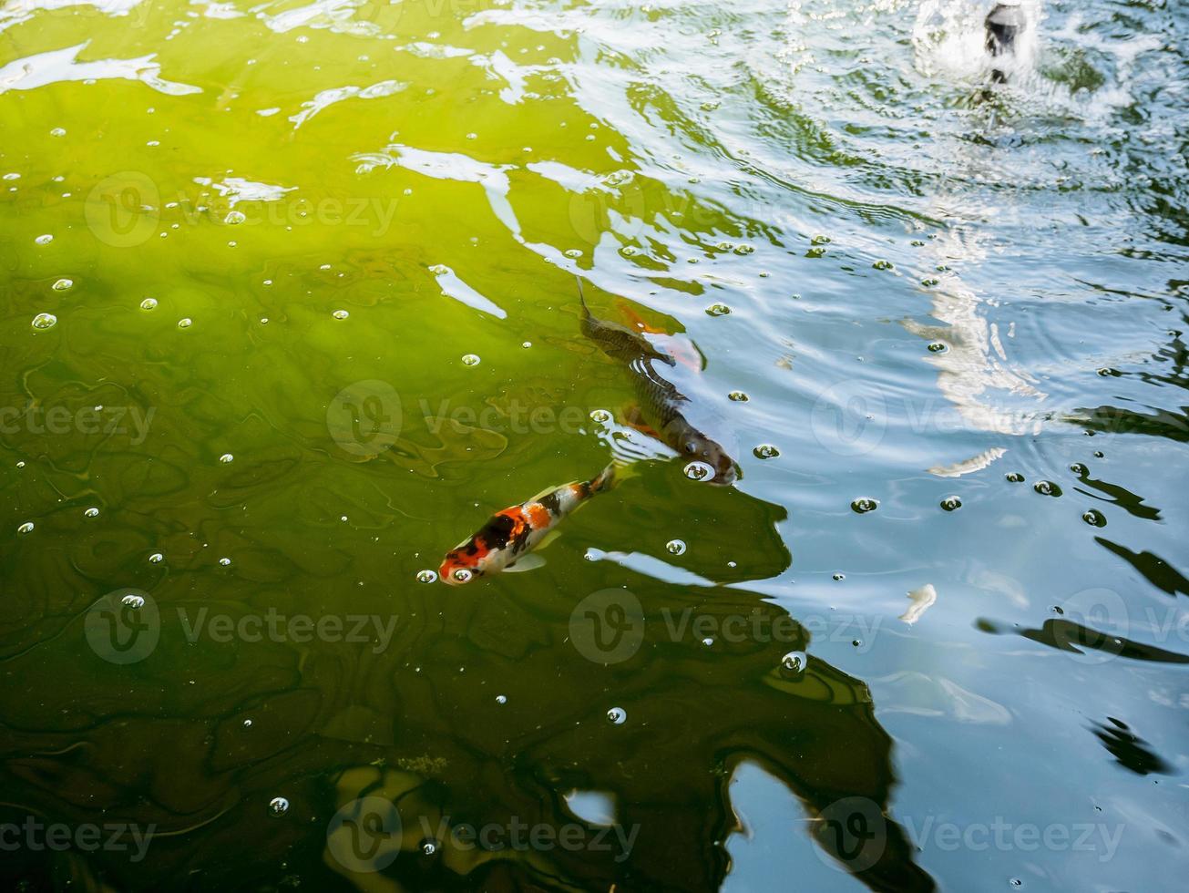 koi carp fish in pond photo