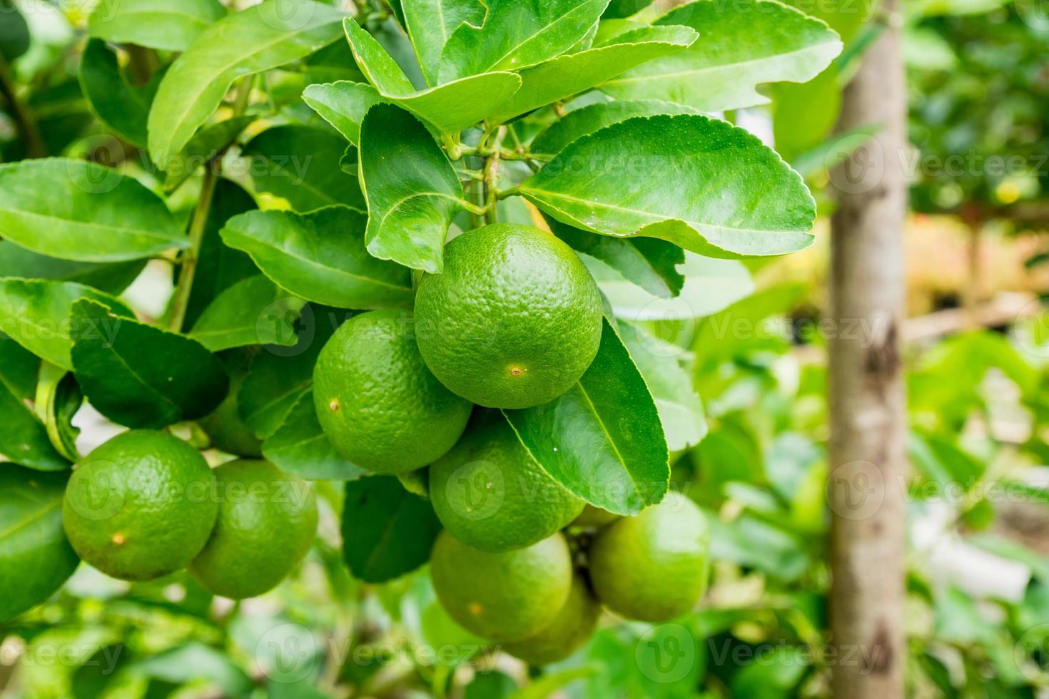 Fresh green lemon limes on tree in organic garden photo