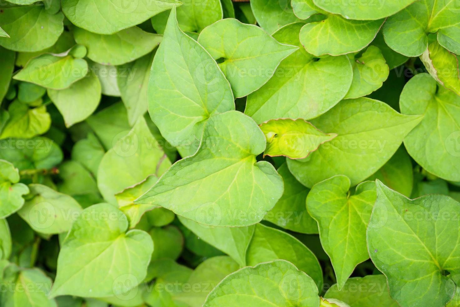 Houttuynia cordata kwon as fish mint or Plu Kaow Thai herbal medicine photo