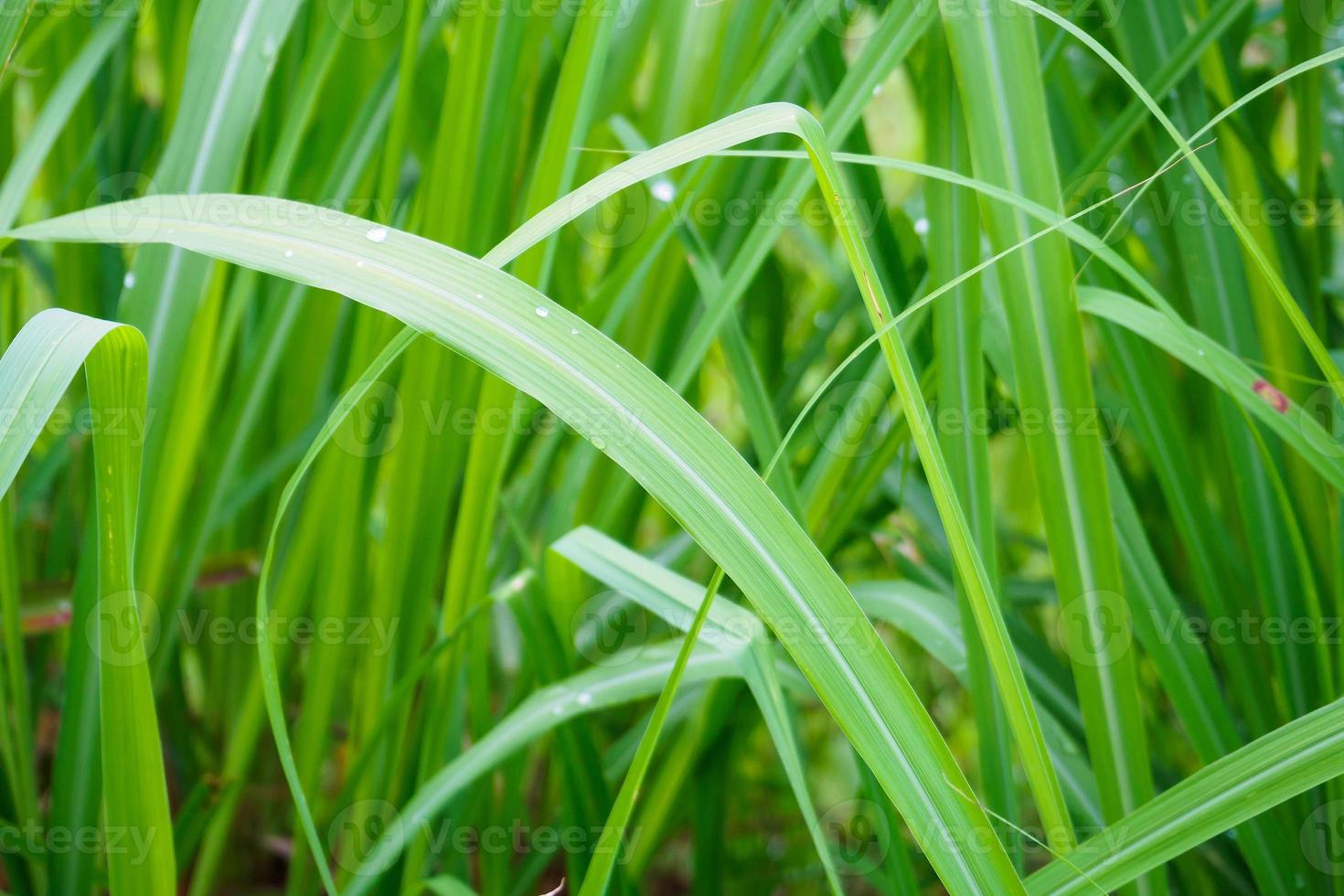 Lemon grass plant green leaf background photo