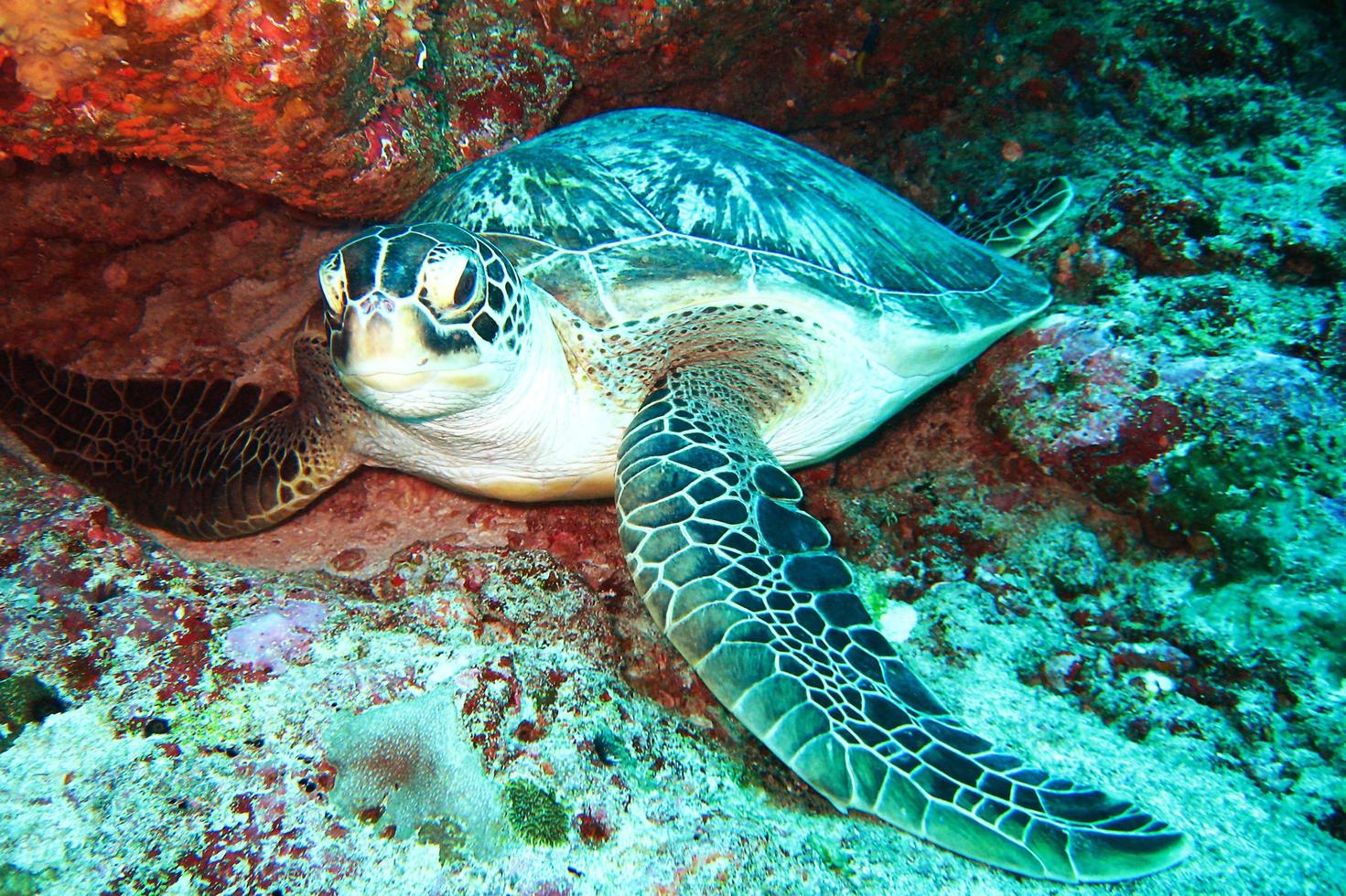 Turtle Underwater Coral photo