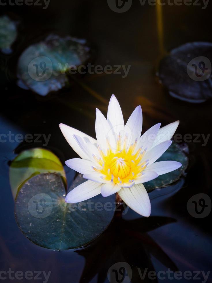 lotus flower close up photo