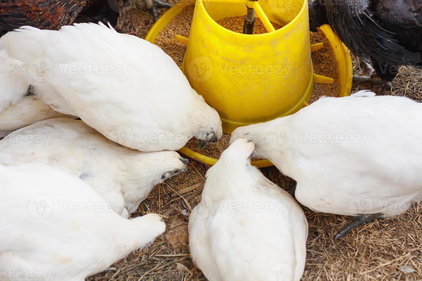 chickens close up photo